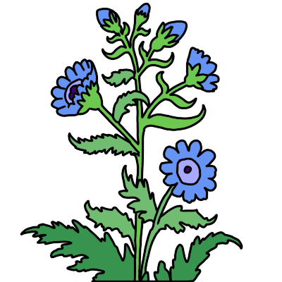 an above-ground chicory plant, showing blue flowers, leaves, and long stems.